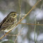 2018年に、宮城県で撮影したアオジです