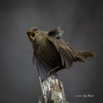 2017年、宮城県で撮れたミソサザイです。