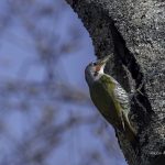 2018年、宮城県で出会ったアオゲラです