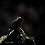 2017年に出会ったコゲラです