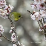 2017年、宮城県で出会ったメジロです