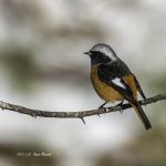 2017年、宮城県で出会ったジョウビタキです