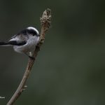 2018年に宮城県で出会ったエナガです