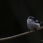 2018年に宮城県で出会ったエナガです