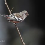 2018年、宮城県で撮影したベニマシコです