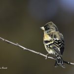 2018年に宮城県で撮影したアトリです