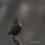 2017年、宮城県で撮れたミソサザイです。