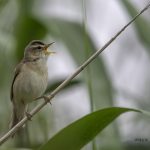 2018年に宮城県で出会ったコヨシキリです。