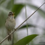 2018年に宮城県で出会ったコヨシキリです。