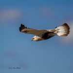 2017年に撮影したくぁしノスリです