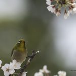 2017年、宮城県で出会ったメジロです