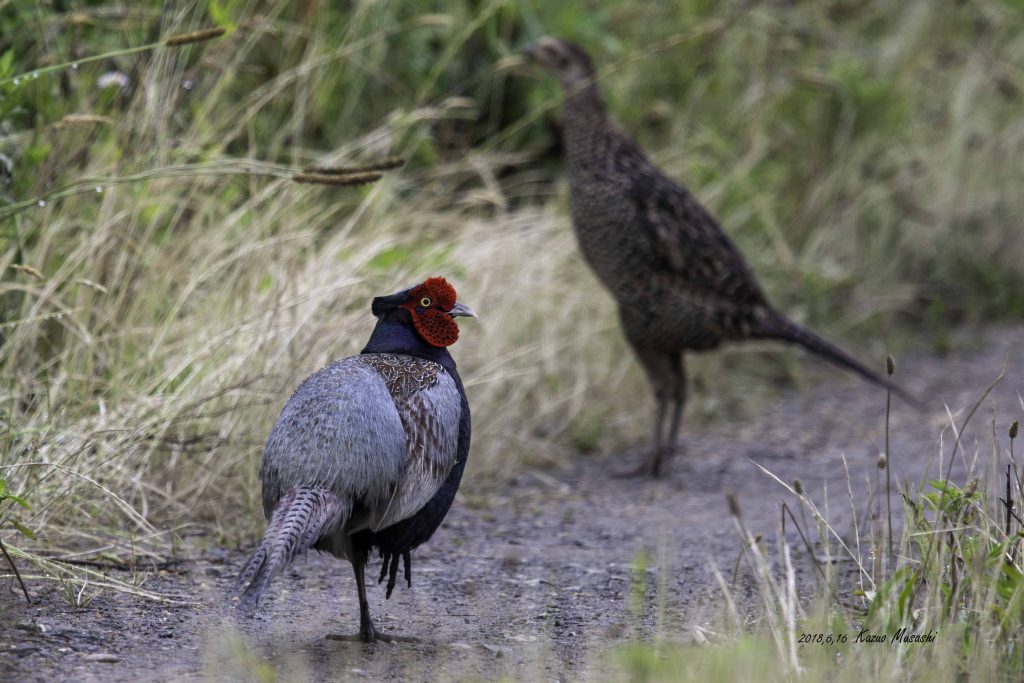 2018年に宮城県で出会ったキジのオスとメスです