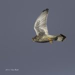 2017年、宮城県で出会ったチョウゲンボウです