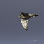 2017年、宮城県で出会ったチョウゲンボウです