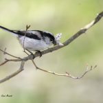 2017年に撮影したエナガです