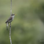 2017年に出会ったコヨシキリです