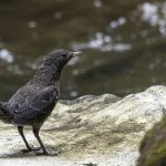2018年に宮城県で出会ったカワガラスです