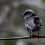 2018年に宮城県で出会ったエナガです