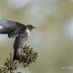 2017年に撮影したエゾビタキです