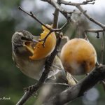 2017年、宮城県にやってきたマミチャジナイです