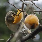 2017年、宮城県にやってきたマミチャジナイです
