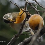 2017年、宮城県にやってきたマミチャジナイです