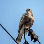 2017年に撮影したくぁしノスリです