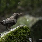 2018年に宮城県で出会ったカワガラスです