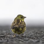 2018年に、宮城県で撮影したアオジです