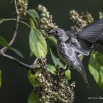 2017年に撮影したエゾビタキです