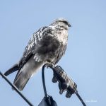 2017年に撮影したくぁしノスリです