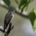 2017年に、宮城県で出会ったサメビタキです。