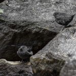 2018年に宮城県で出会ったカワガラスです