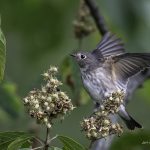 2017年に撮影したエゾビタキです