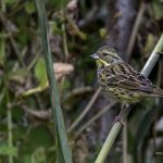 2018年に、宮城県で撮影したアオジです