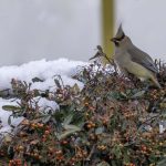 2018年、宮城県で撮影したヒレンジャクです