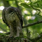 2018年に山形で出会ったクマタカです