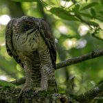 2018年に山形で出会ったクマタカです