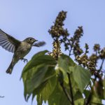 2017年に、宮城県で出会ったサメビタキです。