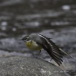 2017年に撮影したキセキレイです