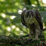 2018年に山形で出会ったクマタカです