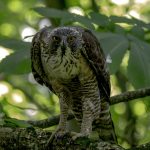 2018年に山形で出会ったクマタカです