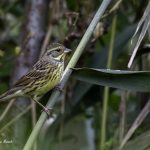 2018年に、宮城県で撮影したアオジです