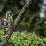 2018年、宮城県で出会ったコゲラたちです