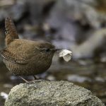 2017年、宮城県で撮れたミソサザイです。