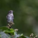 2017年に撮影したエゾビタキです