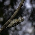 2018年、宮城県で出会ったコゲラたちです