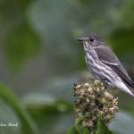 2017年に撮影したエゾビタキです