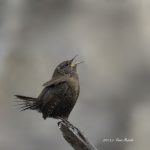 2017年、宮城県で撮れたミソサザイです。