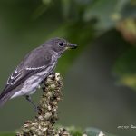 2017年に撮影したエゾビタキです